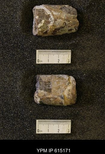 Baculites sp.