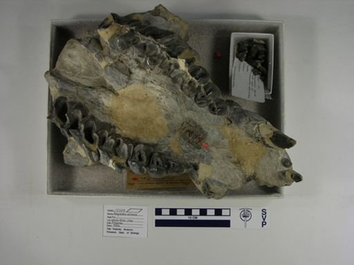 Amynodon intermedius