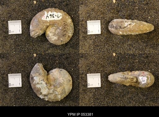 Discoscaphites conradi