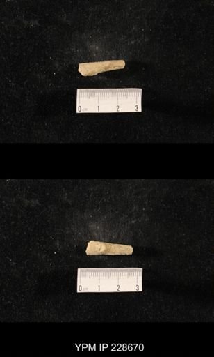 Orthoceras