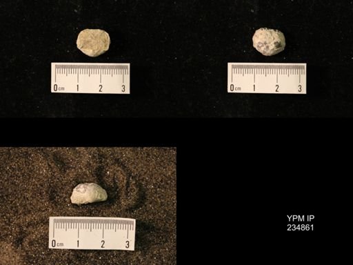Marginifera fragilis
