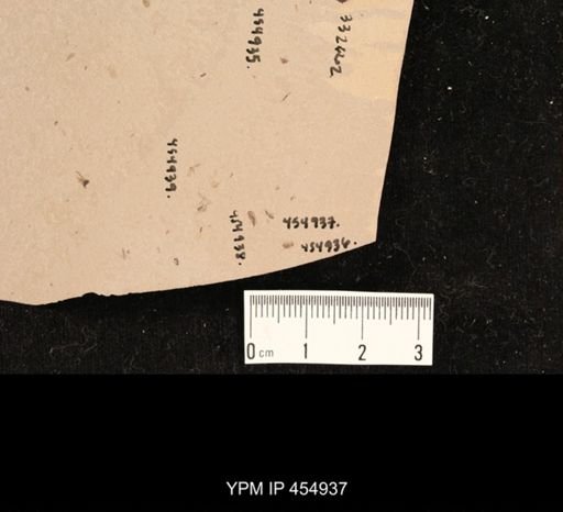 undet. Diptera