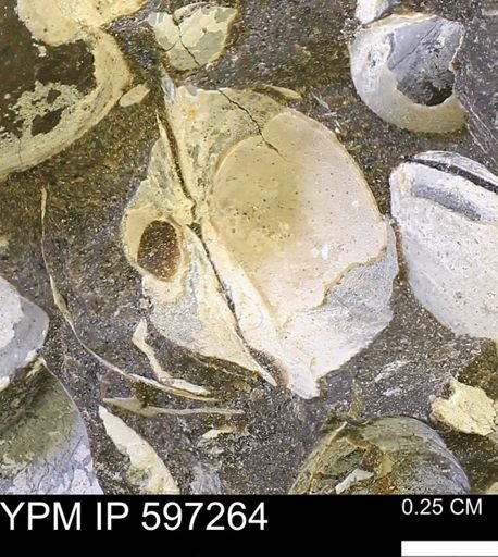 Limopsis striatopunctatus