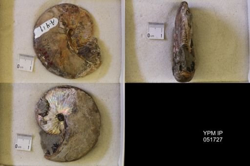 Hoploscaphites nicolletii