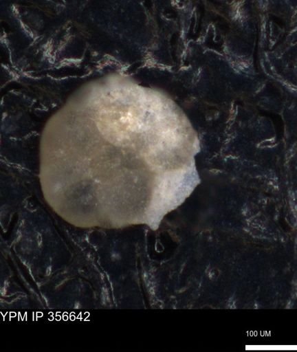 undet. Foraminiferida