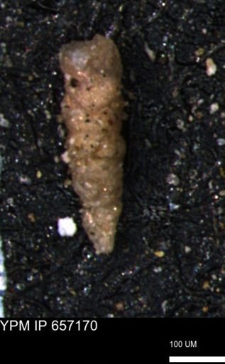 Verneuilinoides hectori