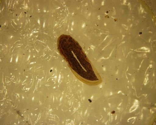 Eucosmodontidae
