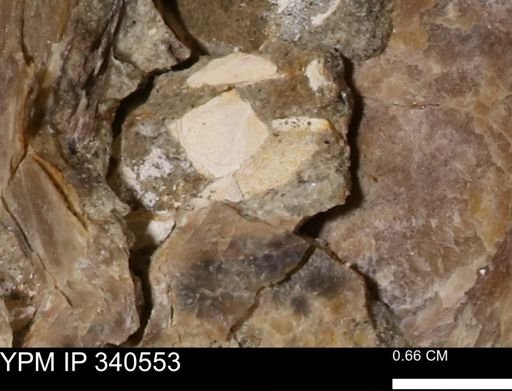 Ostrea glabra