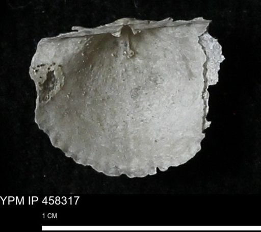 Chonetes mucronatus