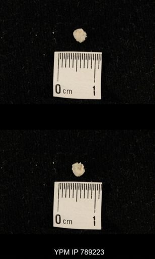 undet. Brachiopoda