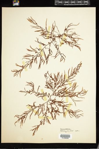 Sargassum