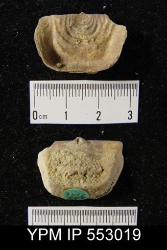Leptaena rhomboidalis