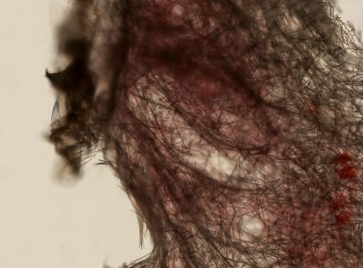 Halichondrida