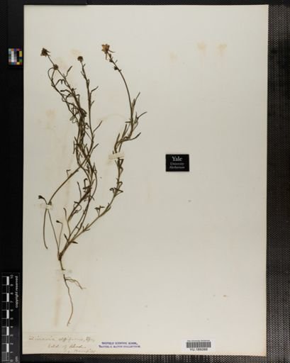 Plantae