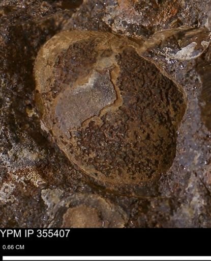 undet. Bivalvia