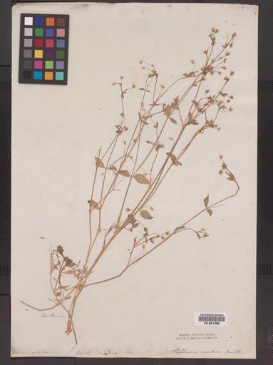 Stellaria media