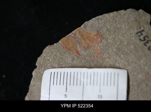 Thoralicystis sp.