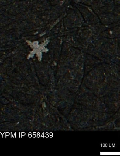 undet. Porifera