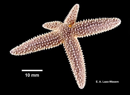 Asterias forbesi
