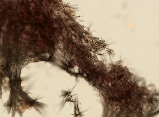 Halichondrida