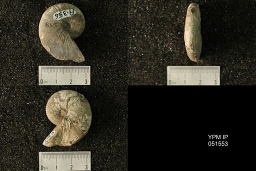 Hoploscaphites nicolletii