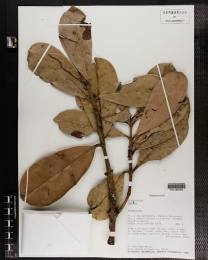 Plantae