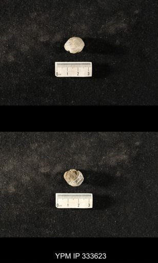 Athyris spiriferoides
