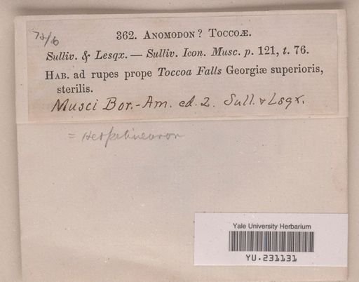 Herpetineuron toccoae