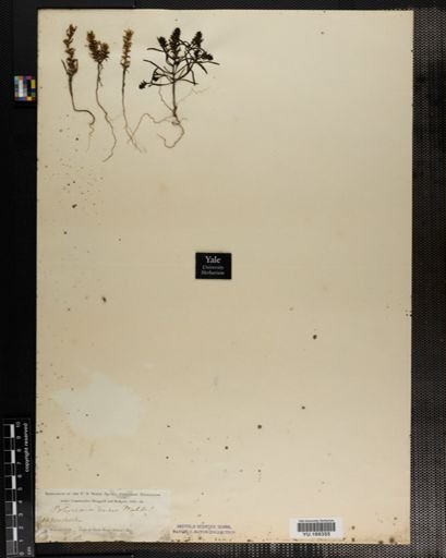 Plantae