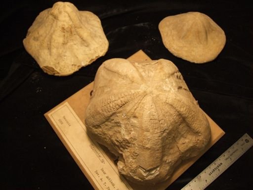 Clypeaster sp.