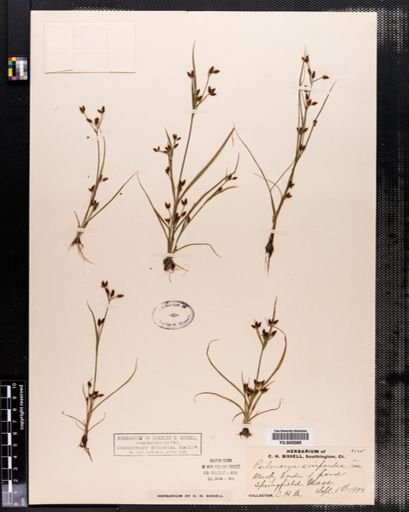Rhynchospora scirpoides