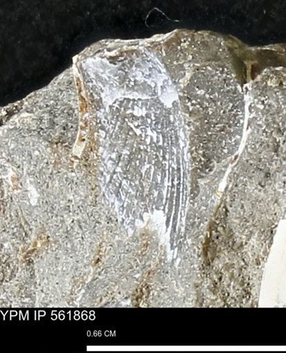 Oxytoma (Hypoxytoma) nebrascana