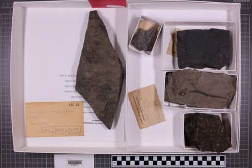 mixed taxa, stratigraphic collection