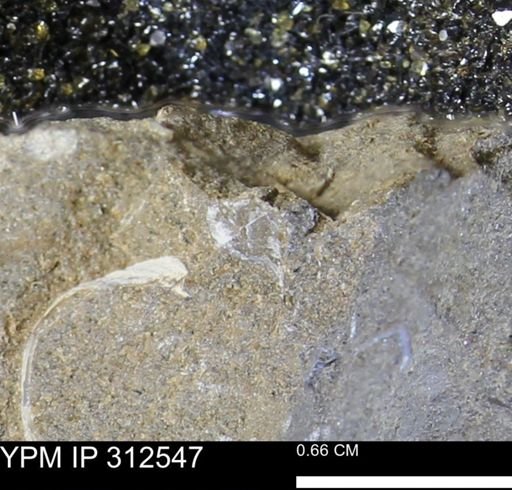 undet. Mollusca