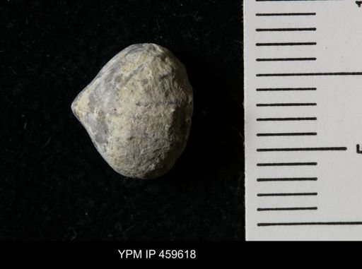 Wellerella osagensis