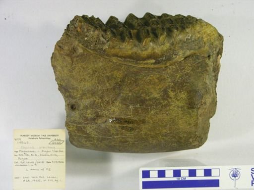 Elephas planifrons