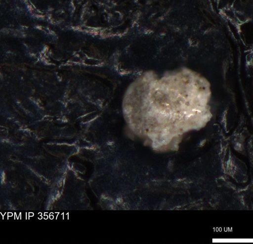 undet. Foraminiferida