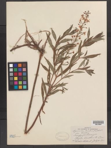 Plantae