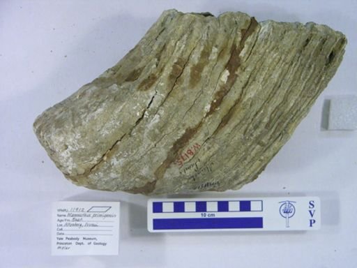 Mammuthus primigenius
