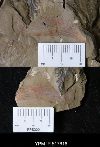 Pseudoangustidontus izdigua