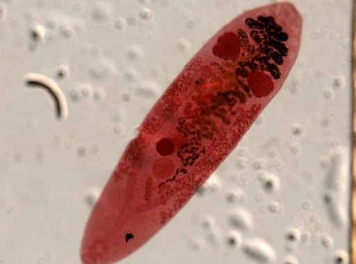 Platyhelminthes