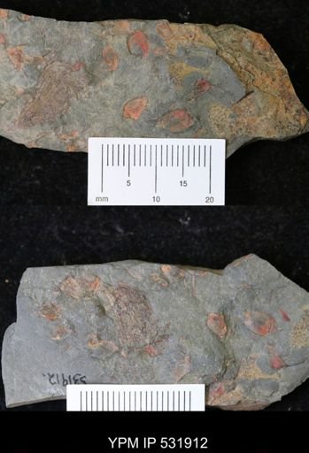 Stylophora?