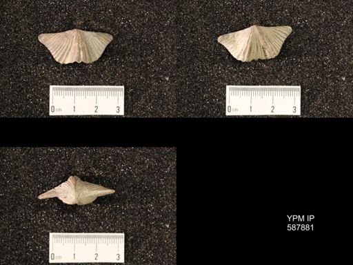 Platystrophia acutilirata