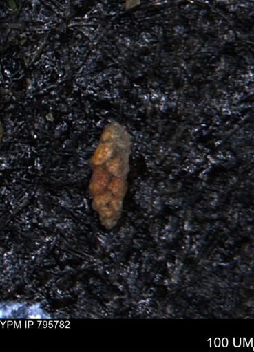 Verneuilina canadensis