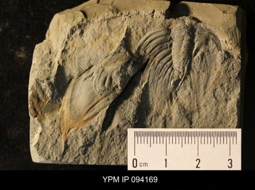Wanneria walcottana