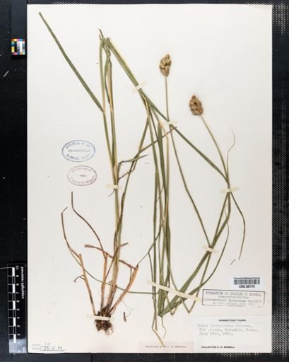 Carex tribuloides