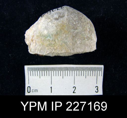 Beachia ovalis