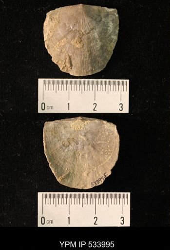 Rafinesquina sp.