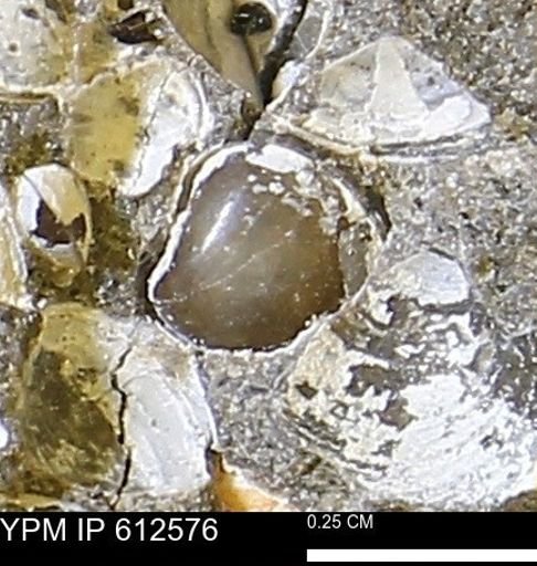 Protocardia sp.