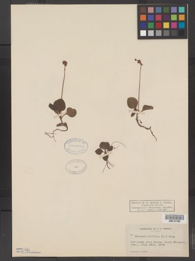 Moneses uniflora